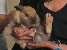 Beautiful Bunny - Photo 4