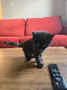6 weeks lovely kittens for sales at $300 each in Richmond Hill