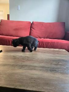 6 weeks lovely kittens for sales at $300 each in Richmond Hill - Photo 2