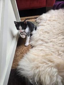 6 weeks lovely kittens for sales at $300 each in Richmond Hill - Photo 3