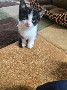 6 weeks lovely kittens for sales at $300 each in Richmond Hill - Photo 4