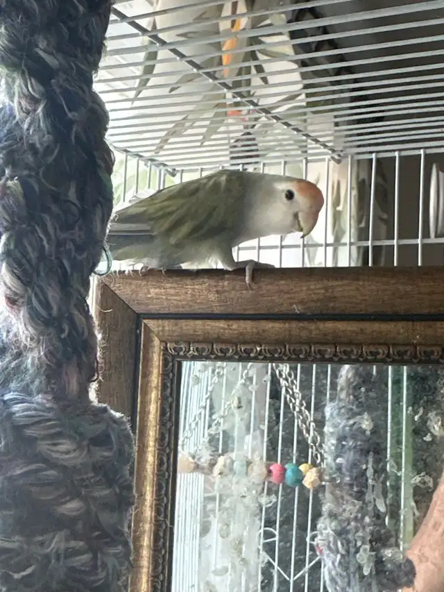 Lovebird