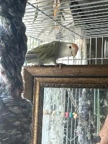 Lovebird