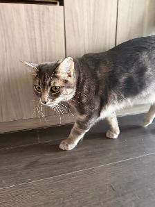 10 month old grey tabby kitten, fully vaccinated and neutered