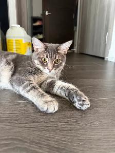 10 month old grey tabby kitten, fully vaccinated and neutered - Photo 2