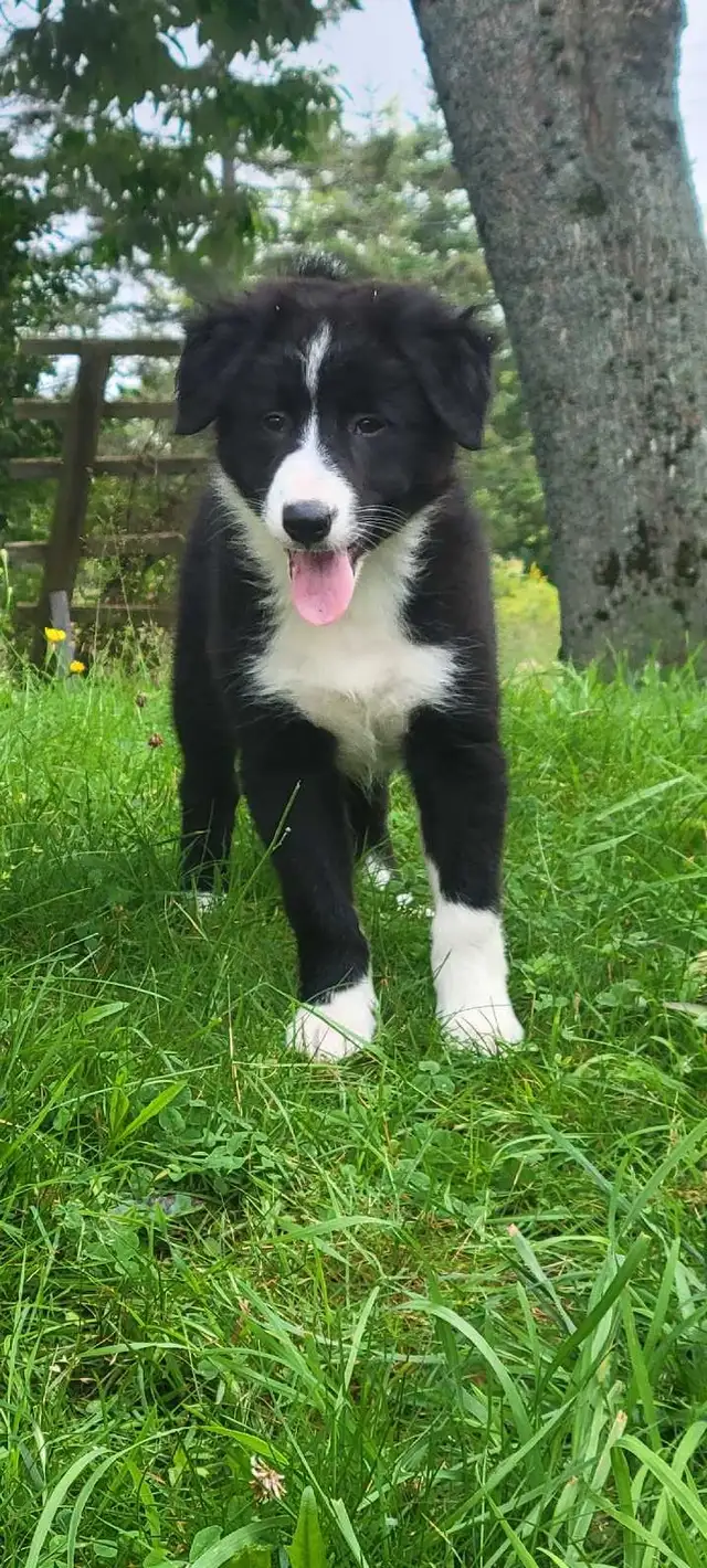 BEAUTIFUL BORDER COLLIE PUPPIES FOR SALE