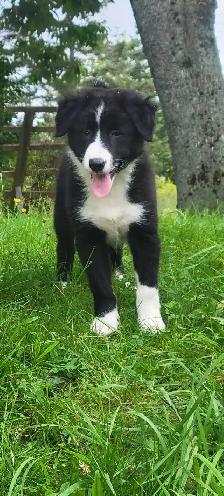 BEAUTIFUL BORDER COLLIE PUPPIES FOR SALE