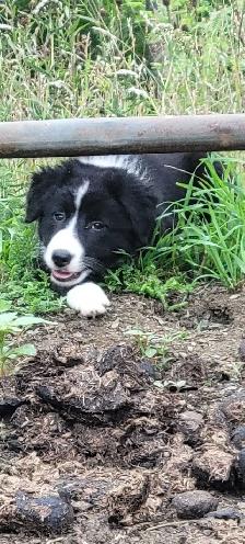 BEAUTIFUL BORDER COLLIE PUPPIES FOR SALE - Photo 2