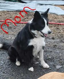BEAUTIFUL BORDER COLLIE PUPPIES FOR SALE - Photo 3