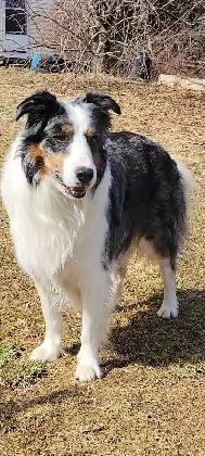 BEAUTIFUL BORDER COLLIE PUPPIES FOR SALE - Photo 4