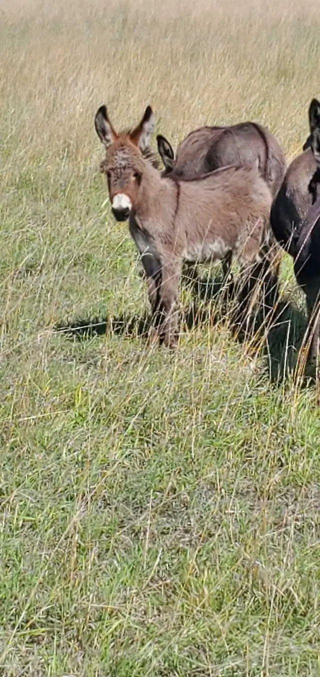 Mini Donkey