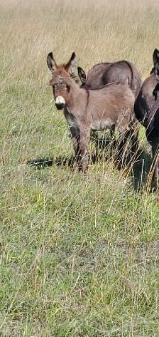 Mini Donkey