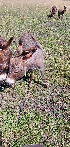 Mini Donkey - Photo 2