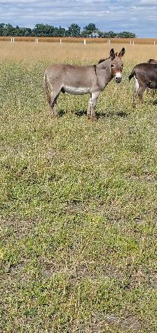 Mini Donkey - Photo 3