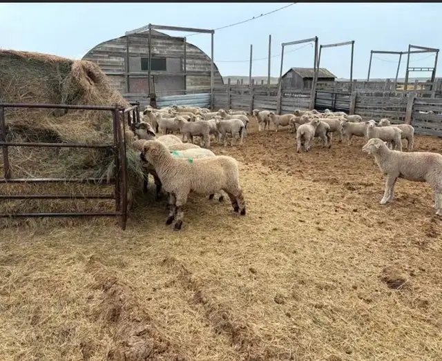 lambs for sale