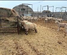 lambs for sale