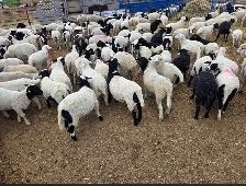 lambs for sale - Photo 2