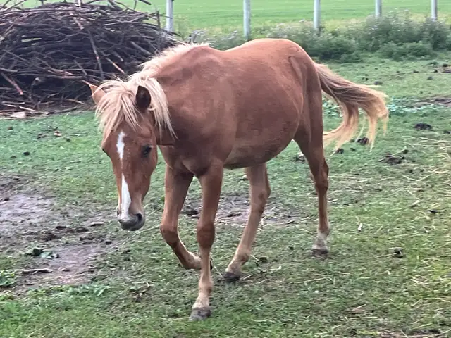 Very Sweet Pony Gelding