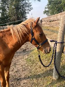 Very Sweet Pony Gelding - Photo 5