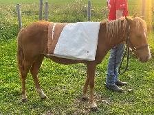 Cute Shetland pony - Photo 5