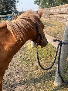 Cute Shetland pony - Photo 6