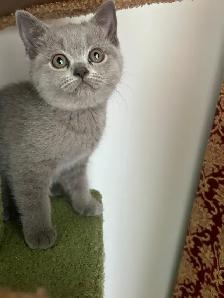 Scottish Fold and Scottish Straight kittens CCA/AFC registered - Photo 5