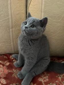 Scottish Fold and Scottish Straight kittens CCA/AFC registered - Photo 6
