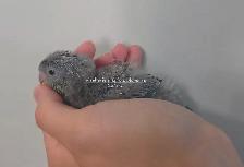 Bébé touis Catherine - Photo 2