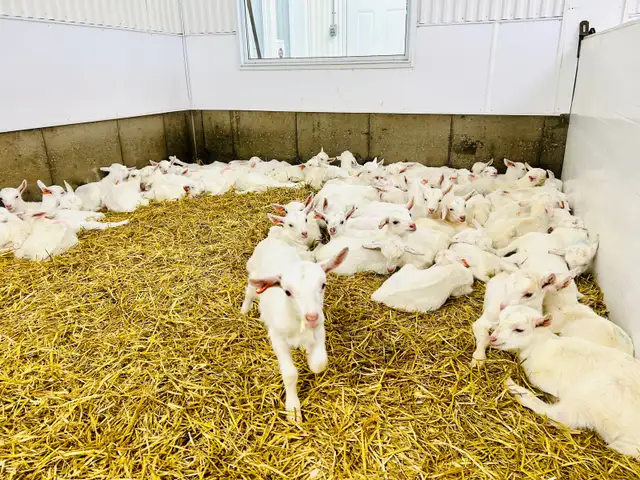 Chevreaux mâles