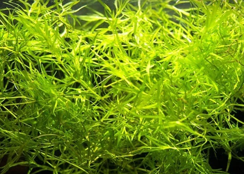 Guppy grass FREE