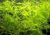 Guppy grass FREE