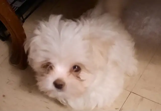 MALTESE PUPPIES