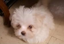 MALTESE PUPPIES