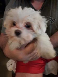 MALTESE PUPPIES - Photo 3