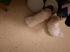 MALTESE PUPPIES - Photo 5