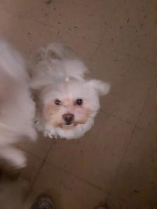 MALTESE PUPPIES - Photo 7
