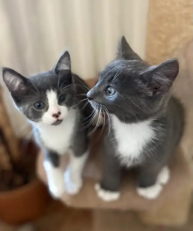 Chatons Domestique femelles et mâles