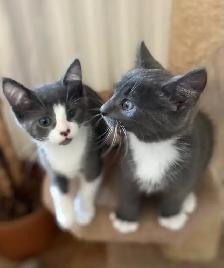 Chatons Domestique femelles et mâles