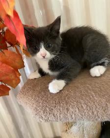 Chatons Domestique femelles et mâles - Photo 2