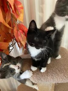 Chatons Domestique femelles et mâles - Photo 3
