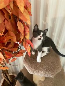 Chatons Domestique femelles et mâles - Photo 6