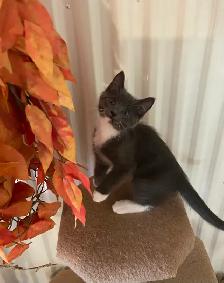 Chatons Domestique femelles et mâles - Photo 7