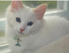 Chatons Domestique femelles et mâles - Photo 8