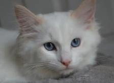 Chatons Domestique femelles et mâles - Photo 9