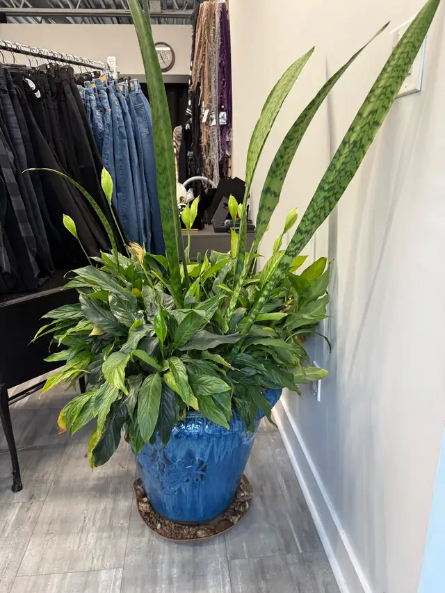 free planter