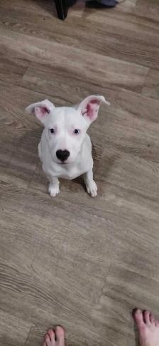 4 month old pure white blue eyed gorgeous female puppy - Photo 5
