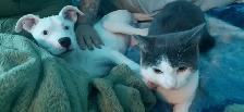 4 month old pure white blue eyed gorgeous female puppy - Photo 7