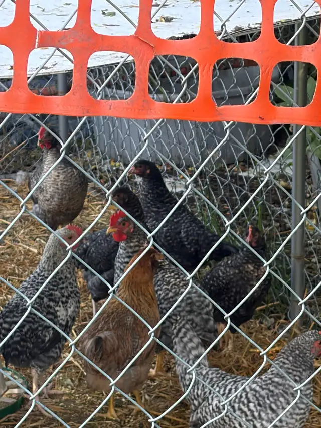 two month old bym chicks and 2guinea