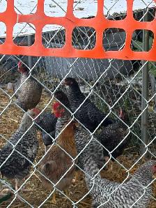 two month old bym chicks and 2guinea