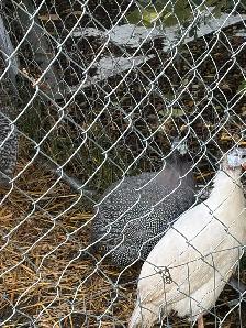 two month old bym chicks and 2guinea - Photo 2